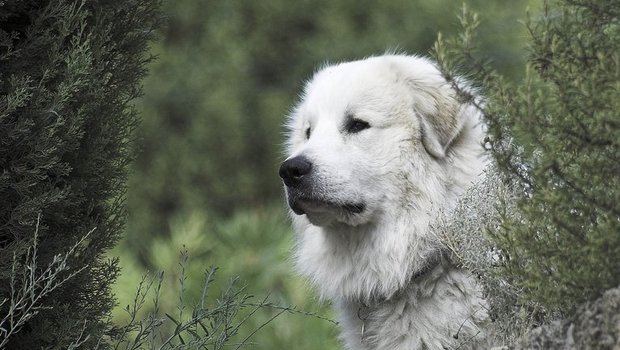 Die Halter von Herdenschutzhunden betrifft die Regelung nicht..(pd)