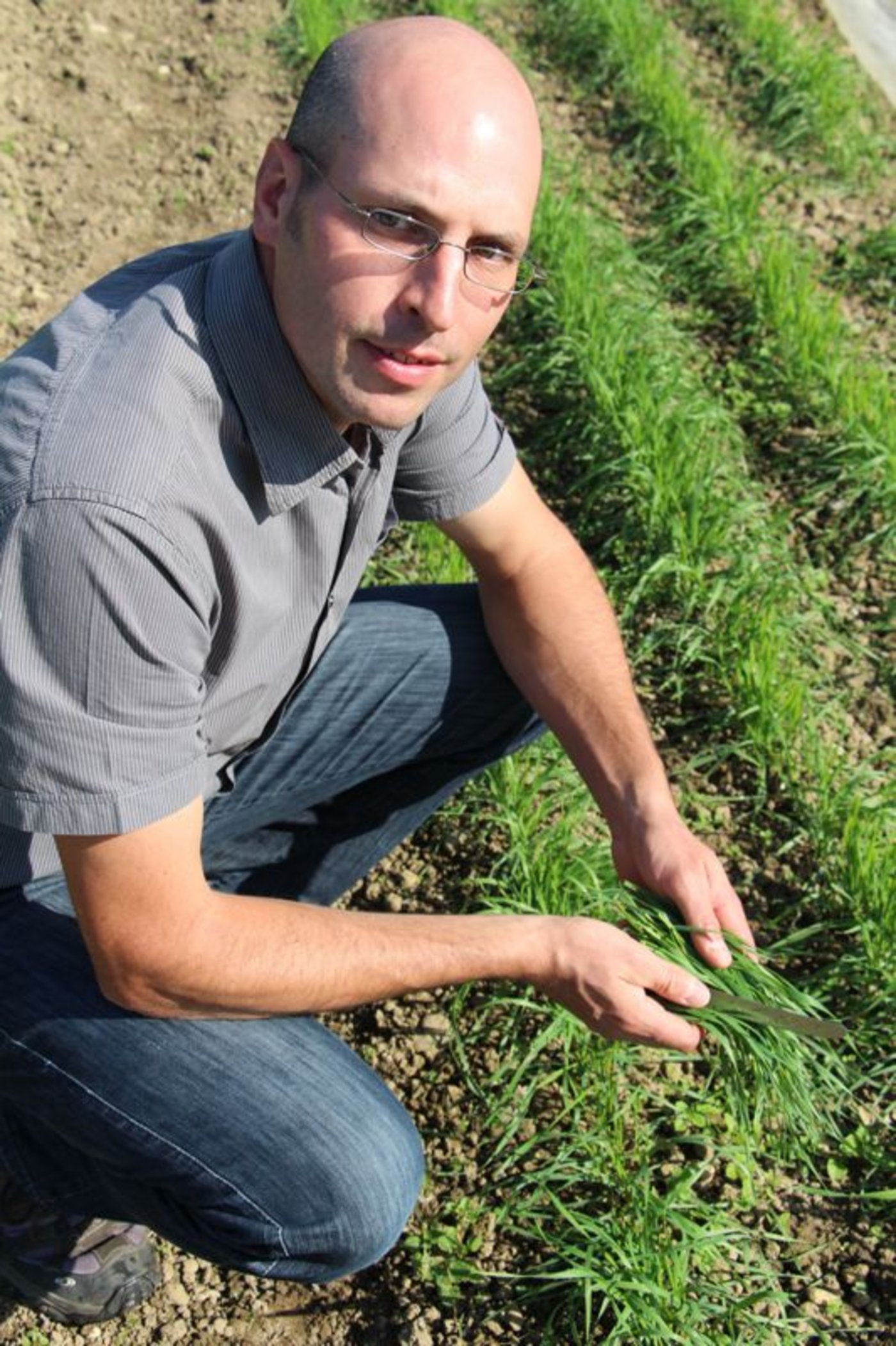 Im Sommer sät Klaus Böhler jede Woche einmal einige Reihen Dinkelgras an. Nach ungefähr 10 Tagen kann es geschnitten werden.