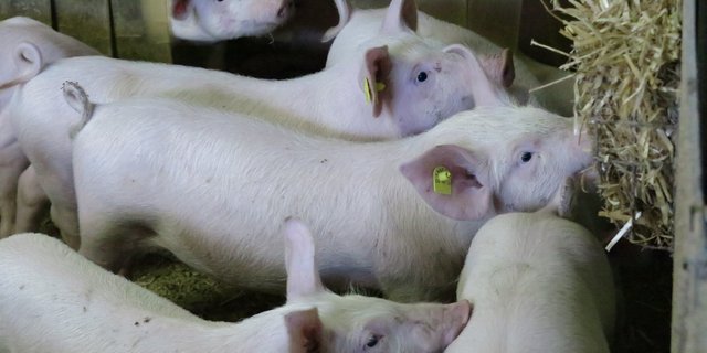 Schwanzbeissen beginnt oft schon im Absetzstall mit spielerischem Beknabbern der Buchtengenossen. Raufutter lenkt ab.(Bild Sandra Haslebacher)