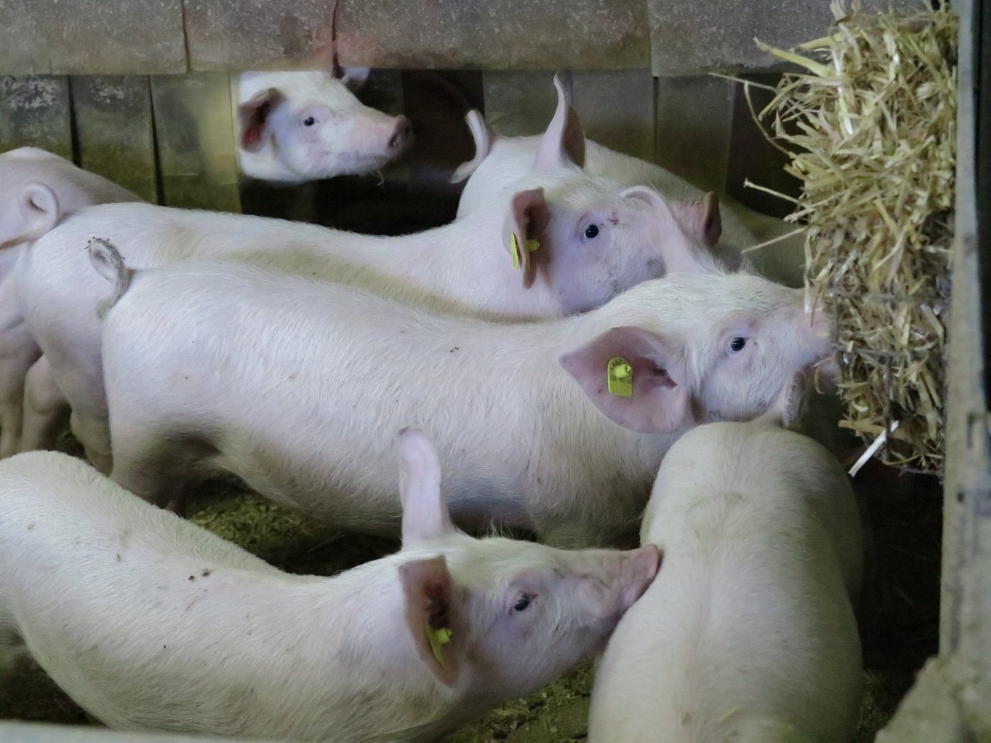 Schwanzbeissen beginnt oft schon im Absetzstall mit spielerischem Beknabbern der Buchtengenossen. Raufutter lenkt ab.(Bild Sandra Haslebacher)