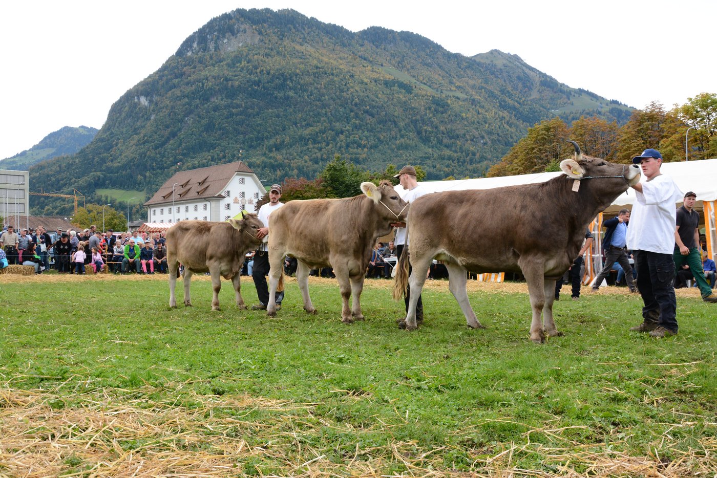Die drei Kategoriensiegerinnen der OB-Rinder stehen zur Misswahl bereit.
