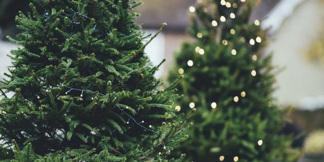 Fast die Hälfte der Weihnachtsbäume werden direkt ab Hof ab Produzent, Markt, Hof oder auf dem Markt gekauft. Der Rest stammt von Grossverteilern, Fachmärkten und Gartencentern. (Bild pd) 