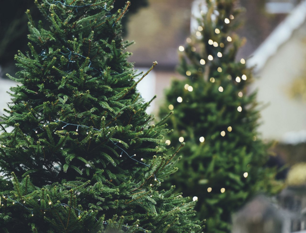 Fast die Hälfte der Weihnachtsbäume werden direkt ab Hof ab Produzent, Markt, Hof oder auf dem Markt gekauft. Der Rest stammt von Grossverteilern, Fachmärkten und Gartencentern. (Bild pd) 