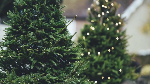 Fast die Hälfte der Weihnachtsbäume werden direkt ab Hof ab Produzent, Markt, Hof oder auf dem Markt gekauft. Der Rest stammt von Grossverteilern, Fachmärkten und Gartencentern. (Bild pd) 
