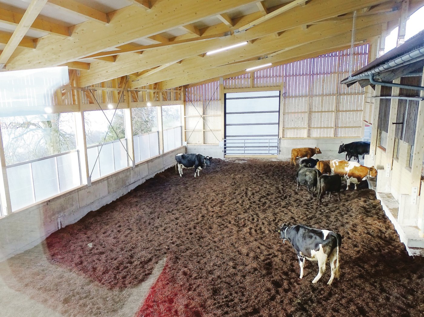 Das ist der Blick aus der Event-Werkstatt: Die Mutterkühe wohnen seit Dezember im neuen Kompoststall. (Bild zVg)