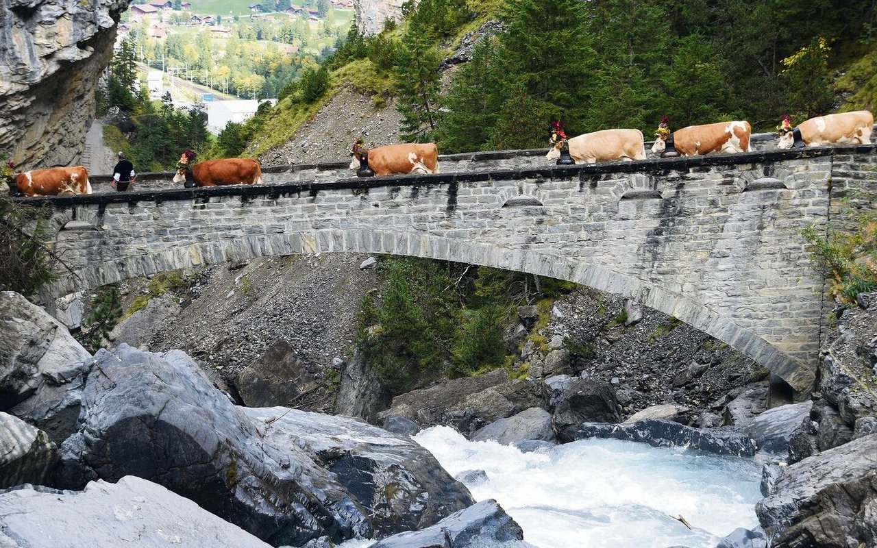 Der Alpabzug überquert die Kander. Die Kühe lassen sich vom tosenden Wasserfall nicht stören.