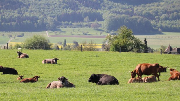 Offenbar haben dänische Forscher herausgefunden, wie man den Methanausstoss von Kühen auf 0 senken könnte. (Bild BauZ)