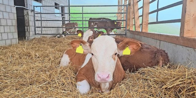 Der neue Auslauf von Grabers Mastkälbern ist überdacht und eingestreut. Dies entspricht nicht den gültigen RAUS-Vorschriften. Dennoch sind Grabers überzeugt, dass dieses System der Kälbergesundheit zuträglich ist.