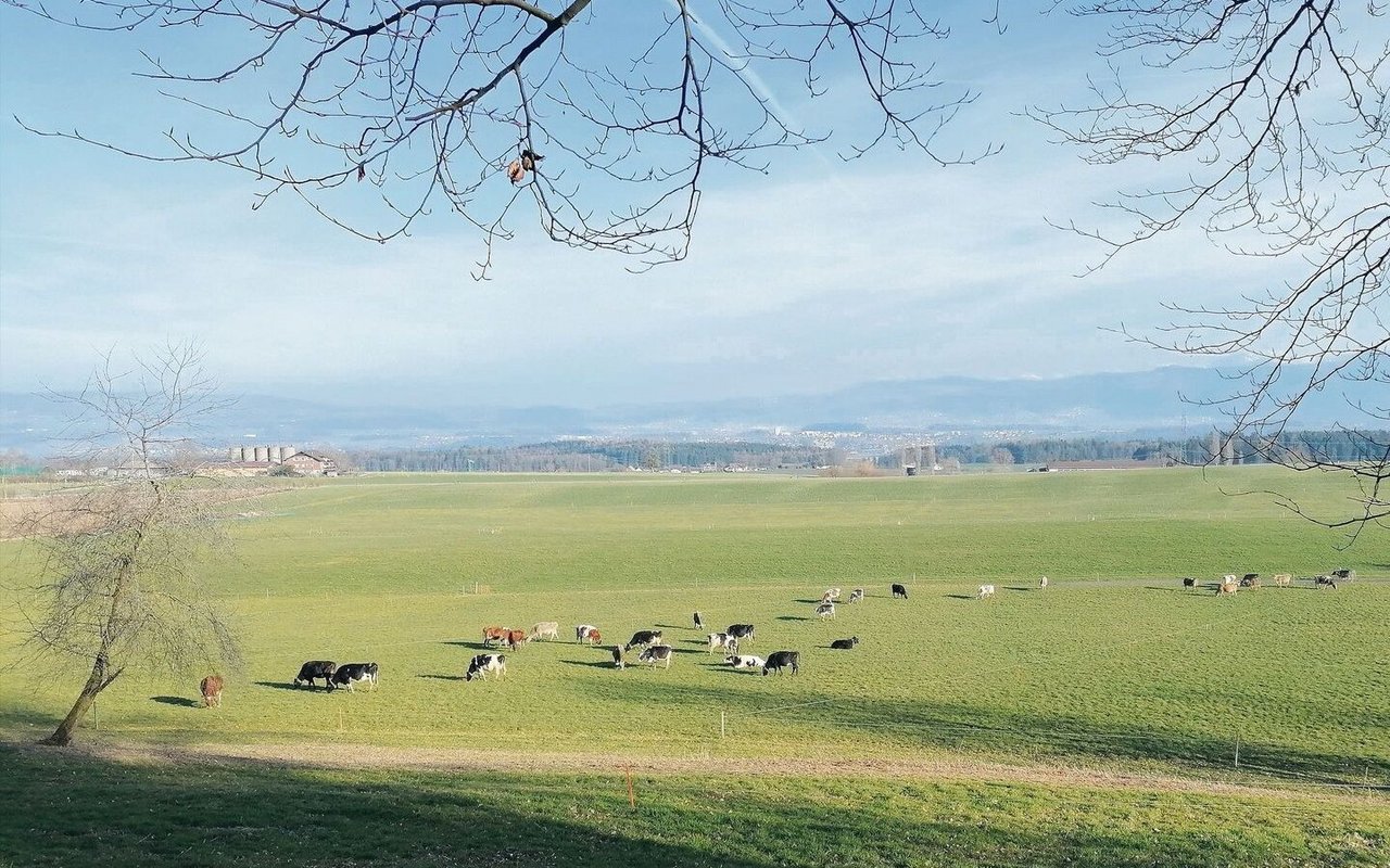 Milchkühe geniessen im Oberfreiamt die Frühlingsweide. Dieses Bild entstand am vergangenen Dienstag. Bei solchen Bedingungen können Schäden saniert werden.