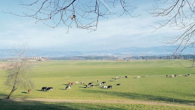 Milchkühe geniessen im Oberfreiamt die Frühlingsweide. Dieses Bild entstand am vergangenen Dienstag. Bei solchen Bedingungen können Schäden saniert werden.