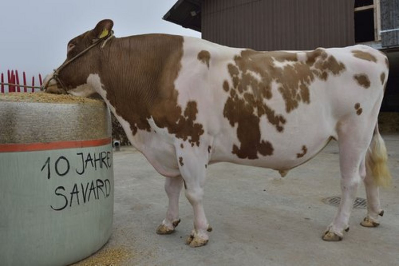 Spitzenstier Savard ist tot bauernzeitung.ch BauernZeitung