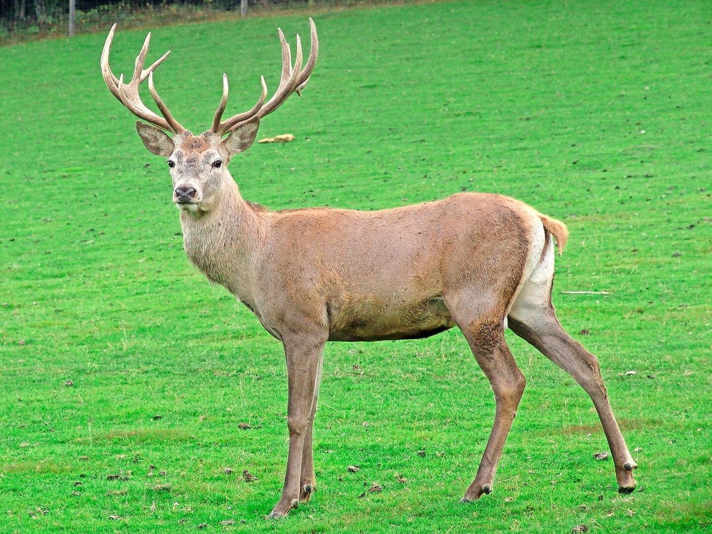 Nur dank guter Ernten und Wohlstand könne man sich heute z. B. Hirsche leisten.
