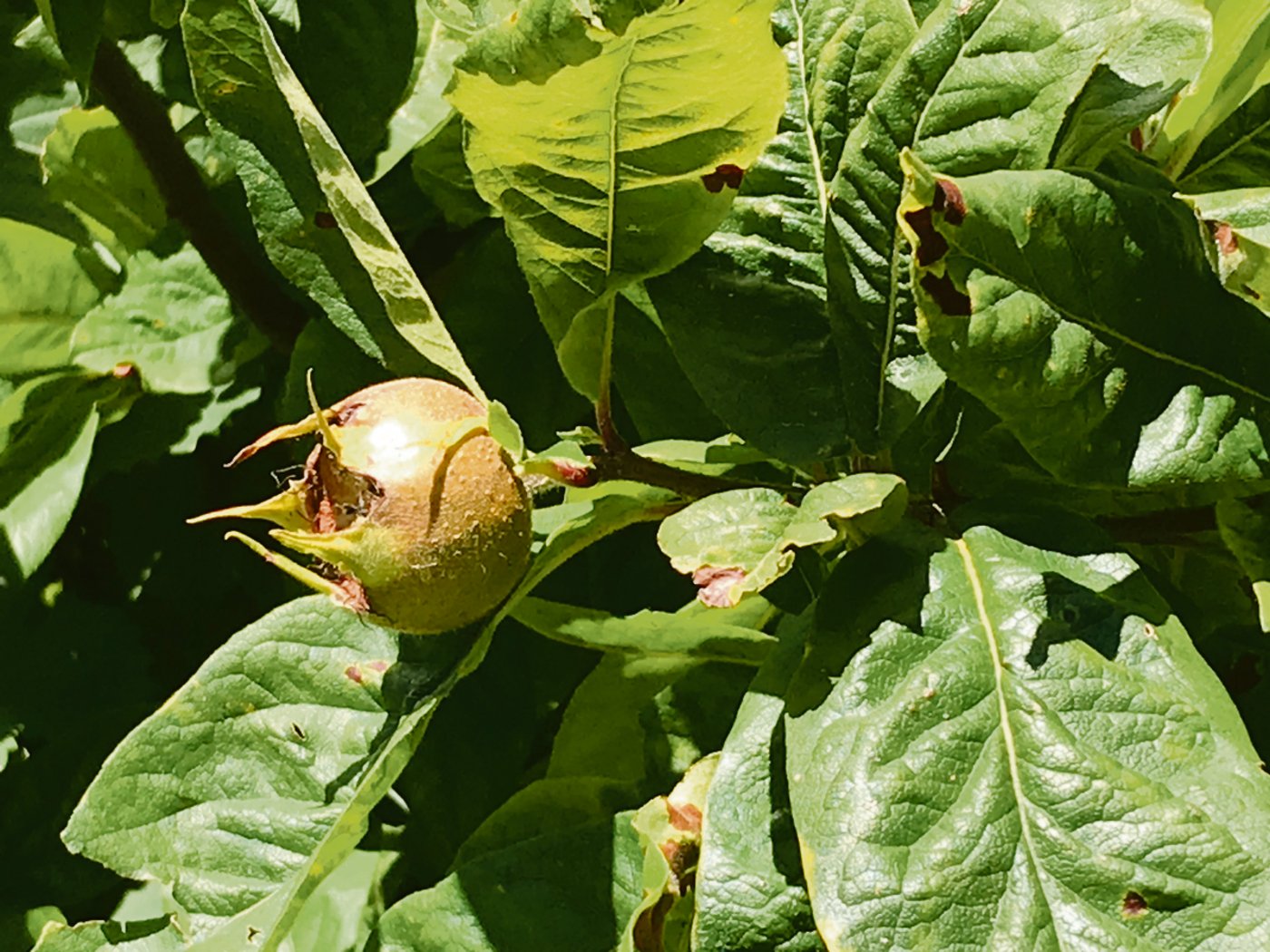 Die Mispel (hier ein noch unreifes Exemplar) war schon den Römern bekannt.