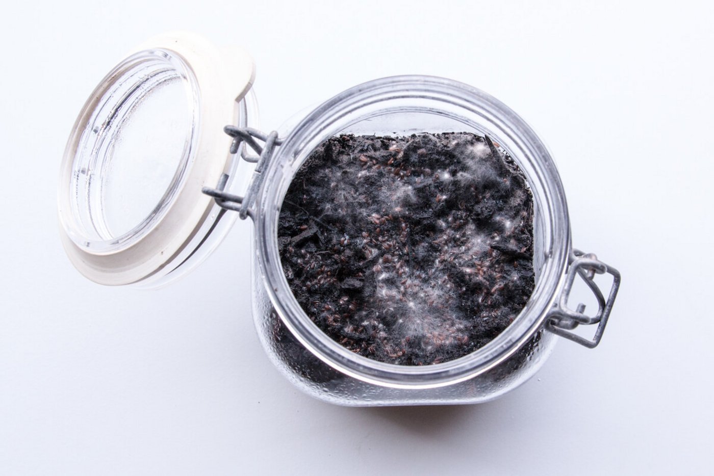 ist das Saatgut verpilzt oder verfällt ist beim Kompost Fäulnis im Spiel. (Foto: Eveline Dudda)