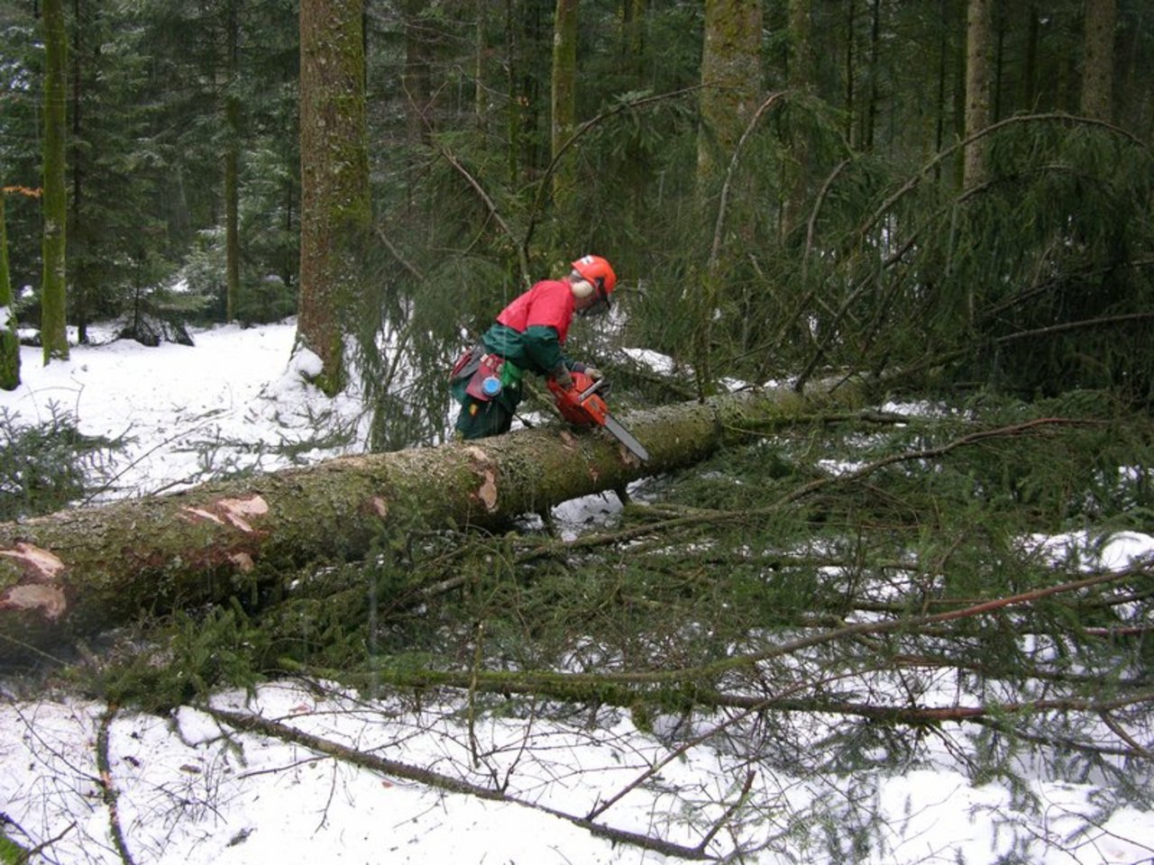 In den Luzerner Wälder wurde zwei Drittel mehr Holz geschlagen wie in durchschnittlichen Jahren. (Symbolbild Florencia Figueroa) 