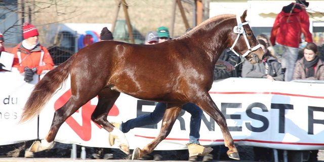 Die Freibergerhengste sollen auch 2021 in Glovelier aufmarschieren, wie ist aber noch ungewiss. (Bild Karin Rohrer)