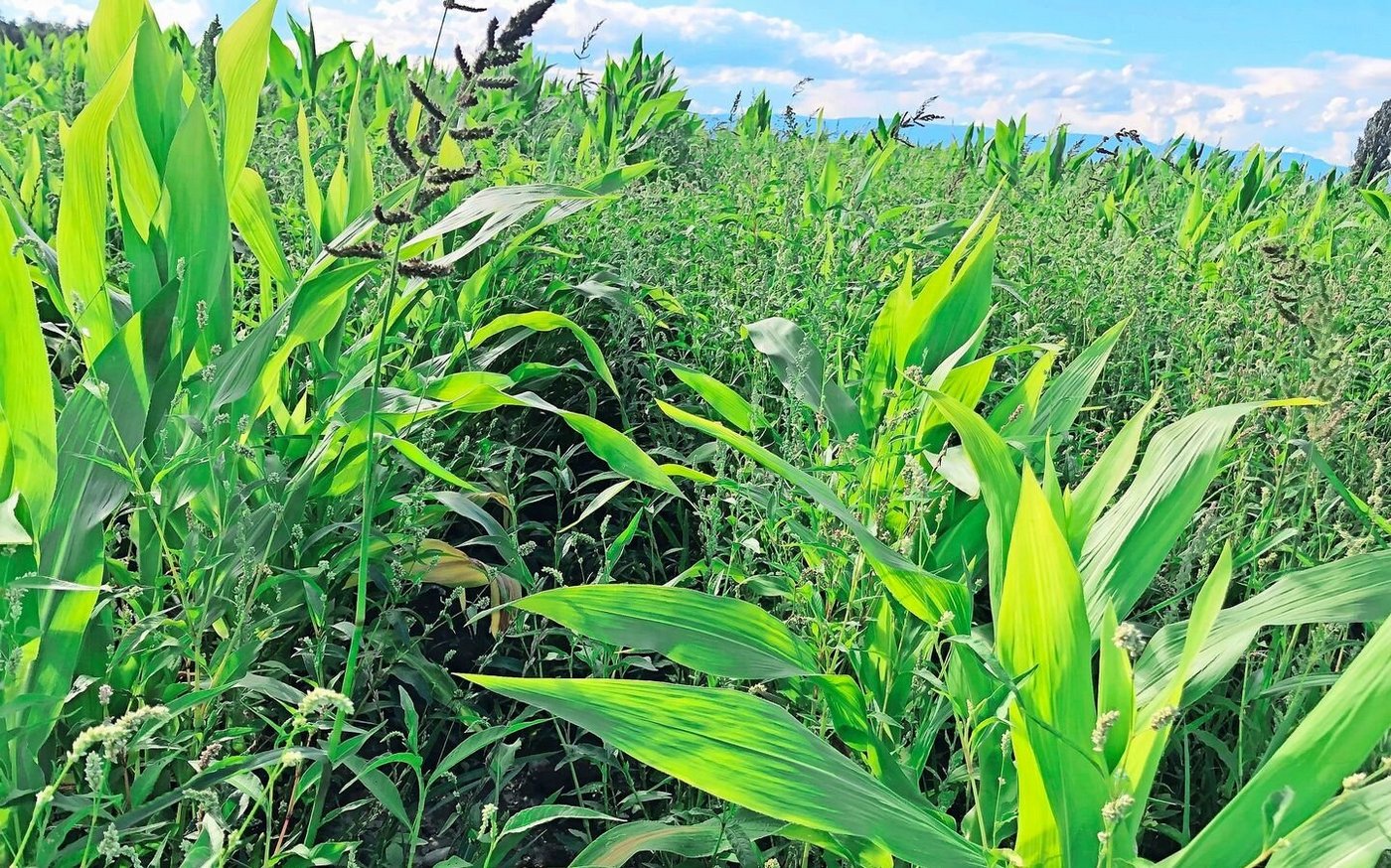 Gemäss Branche gehöre Unkraut derzeit nicht zu den grössten Problemen im Ackerbau. Das könnte sich in Zukunft aber ändern. Bereits sind Unkräuter mit Resistenzen bekannt und es tauchen neue, eingeschleppte Arten auf. 