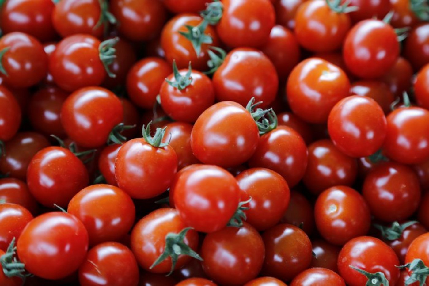 In der Schweiz werden die wärmeliebenden Tomaten meist im Gewächshaus angebaut. (Bild ji) 
