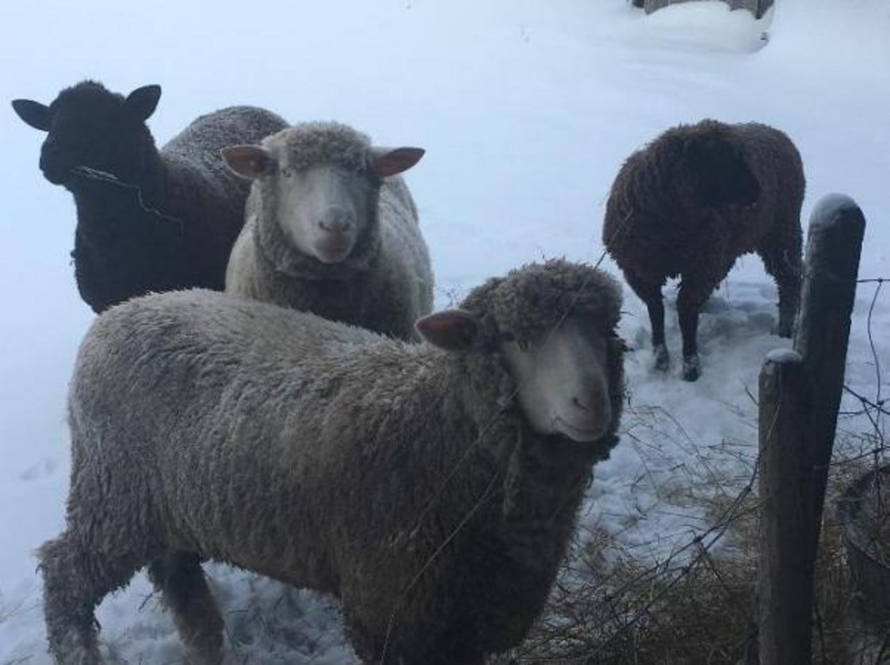 Von den vier auf dem Foto abgebildeten Schafe werden die beiden auf rechts stehenden Tiere vermisst. Von den anderen zwei Schafen steht gemäss Kantonspolizei Solothurn kein Foto zur Verfügung. (Bild: zVg)
