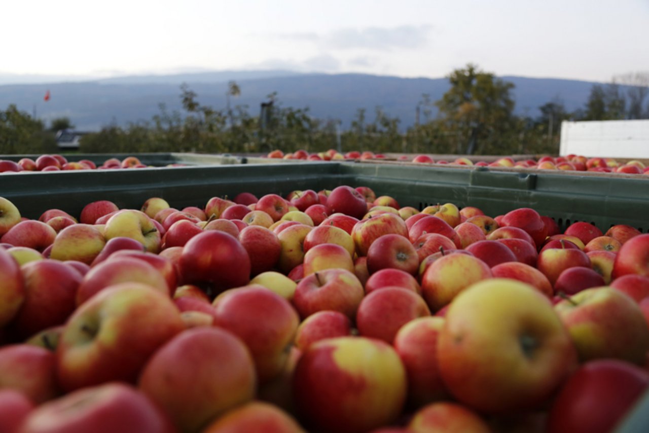 Am Freitag dreht sich alles um die als gesund bekannte Frucht: Dann ist «Tag des Apfels». (Bild ji)