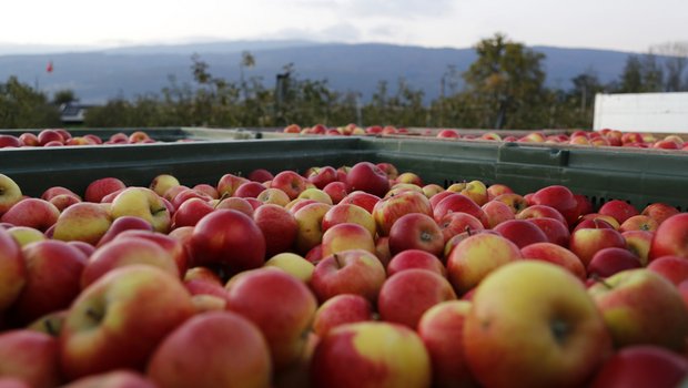 Am Freitag dreht sich alles um die als gesund bekannte Frucht: Dann ist «Tag des Apfels». (Bild ji)