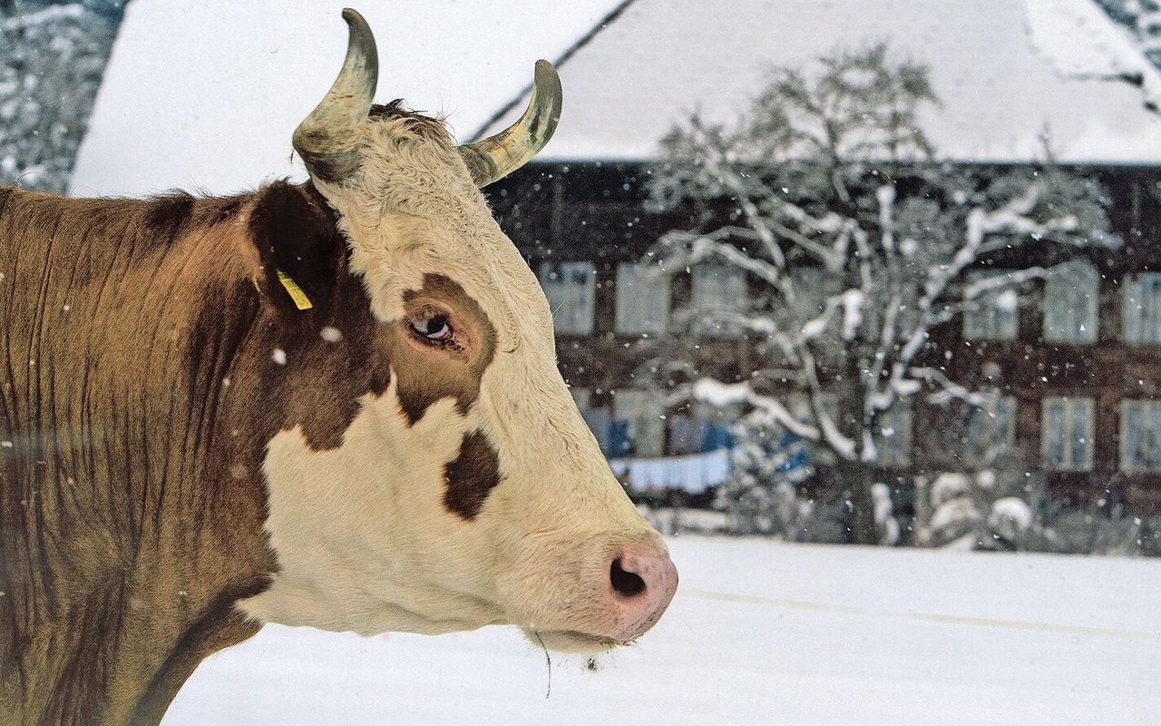 Eine schöne Kuh mit Horn bei Bürkis. 