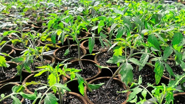 Ab Mitte Mai dürfen Ab Mitte Mai dürfen die Jungpflanzen in den Garten. Die Bodentemperatur sollte rund 15 Grad betragen. Die Pflanzen tief setzen, damit die Stiele zusätzliche Wurzeln bilden können.