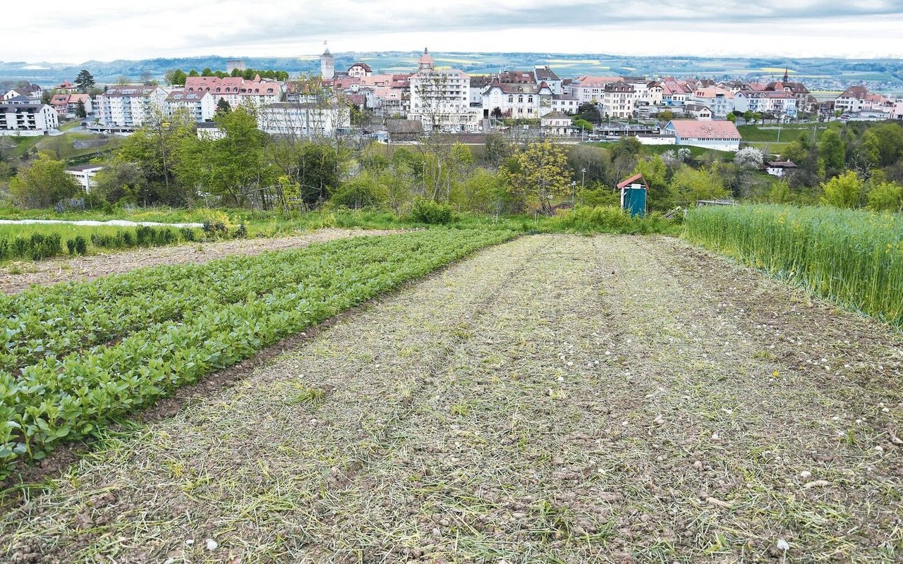 Von den Anbauflächen der Ferme du Joran blickt man auf die Stadt Orbe auf der anderen Seite des gleichnamigen Flusses.