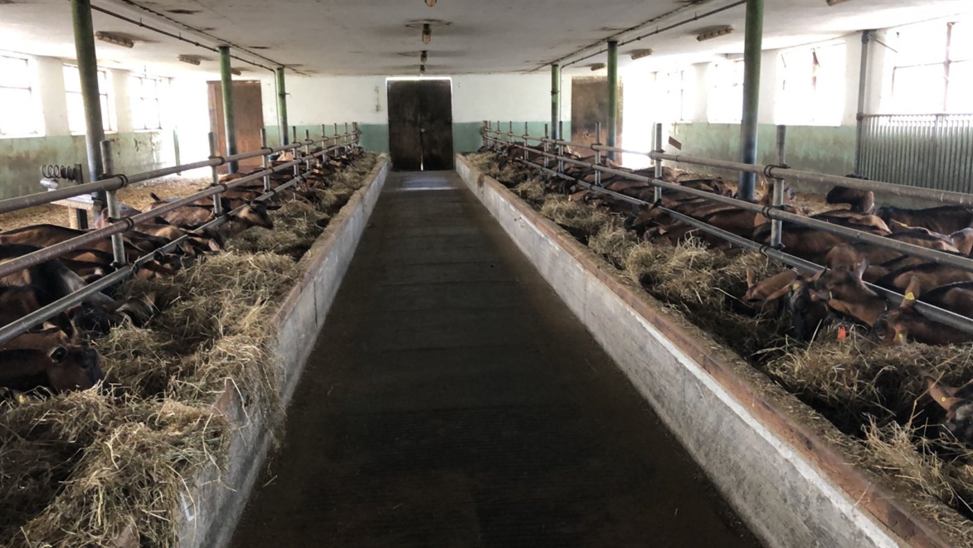 145 Ziegen mussten getötet werden. 