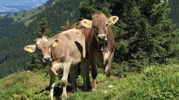 Mutterkuh Schweiz vermisst in der neuen Jagdverordnung effektive Massnahmen Wie Rinder nach einer Begegnung mit dem Wolf auf Menschen reagieren, ist immer wieder ein grosses Thema. Vor allem, da solche Situationen mit zunehmender Wolfspräsenz häufiger werden. (Bild Mutterkuh Schweiz)