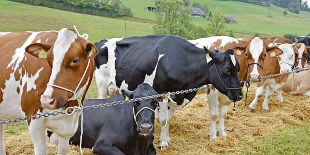 Nur alle drei Jahre findet die  Oberaargauische Zuchtviehausstellung statt. 