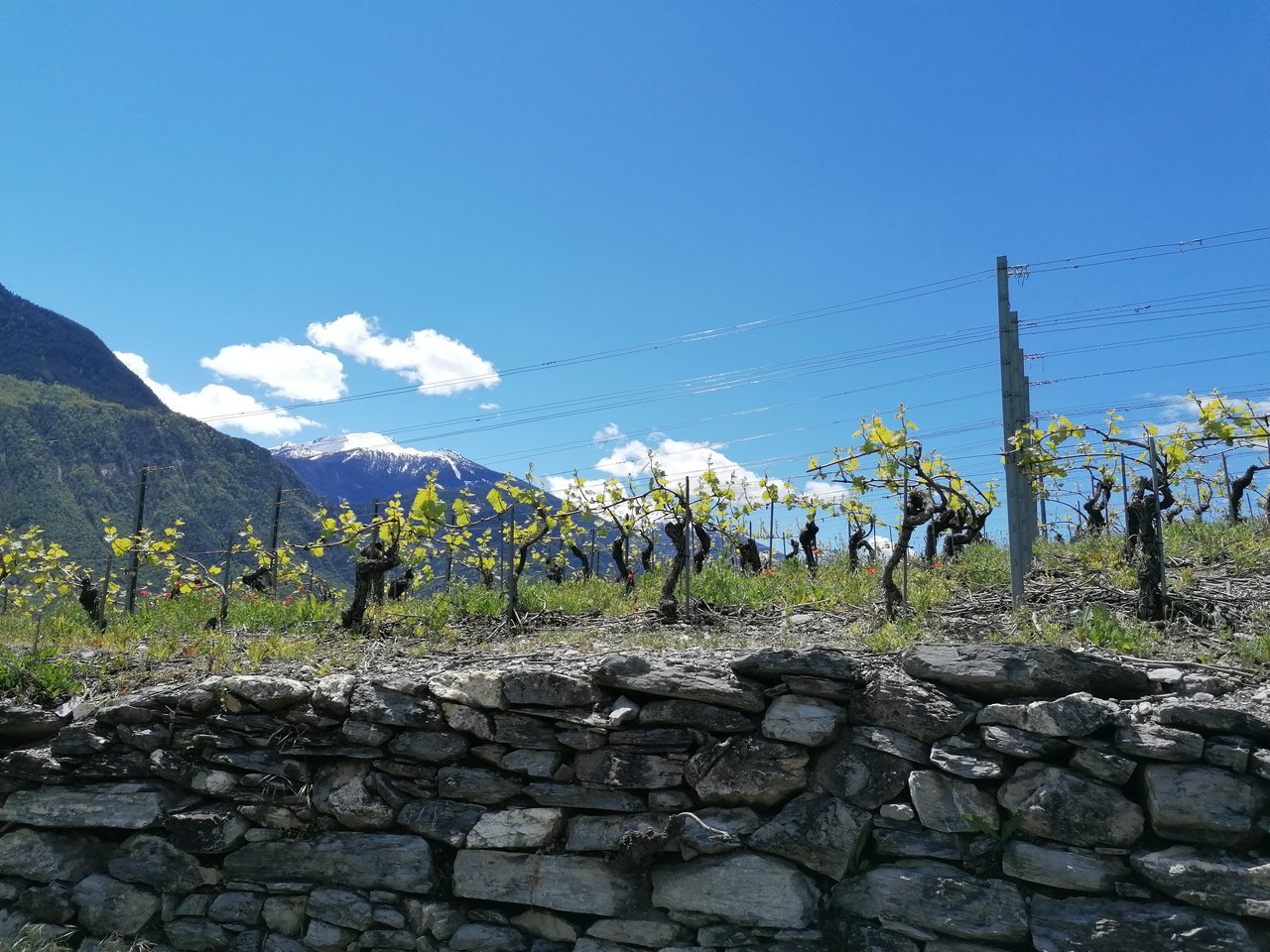 Mehr Gesuche um Förderbeiträge an Fonds Landschaft Schweiz