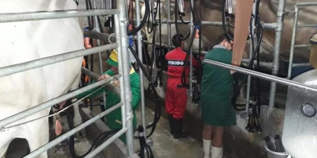 Milchkontrollen werden unter anderem durchgeführt, damit jedem Bauern der entsprechende Milchertrag angerechnet werden kann. (Bilder Regula Colombo)