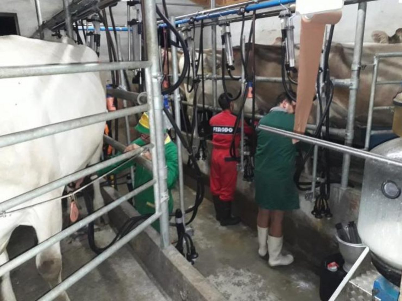 Milchkontrollen werden unter anderem durchgeführt, damit jedem Bauern der entsprechende Milchertrag angerechnet werden kann. (Bilder Regula Colombo)