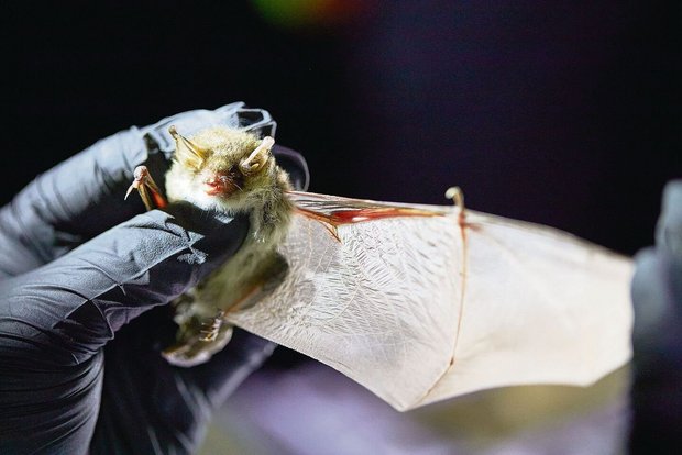 Fledermaus Eine Fransenfledermaus: Geschwächte, verirrte oder verletzte Flattertiere sollte man nur mit Handschuhen anfassen. Sie können nicht nur laut zetern, sondern auch zubeissen.