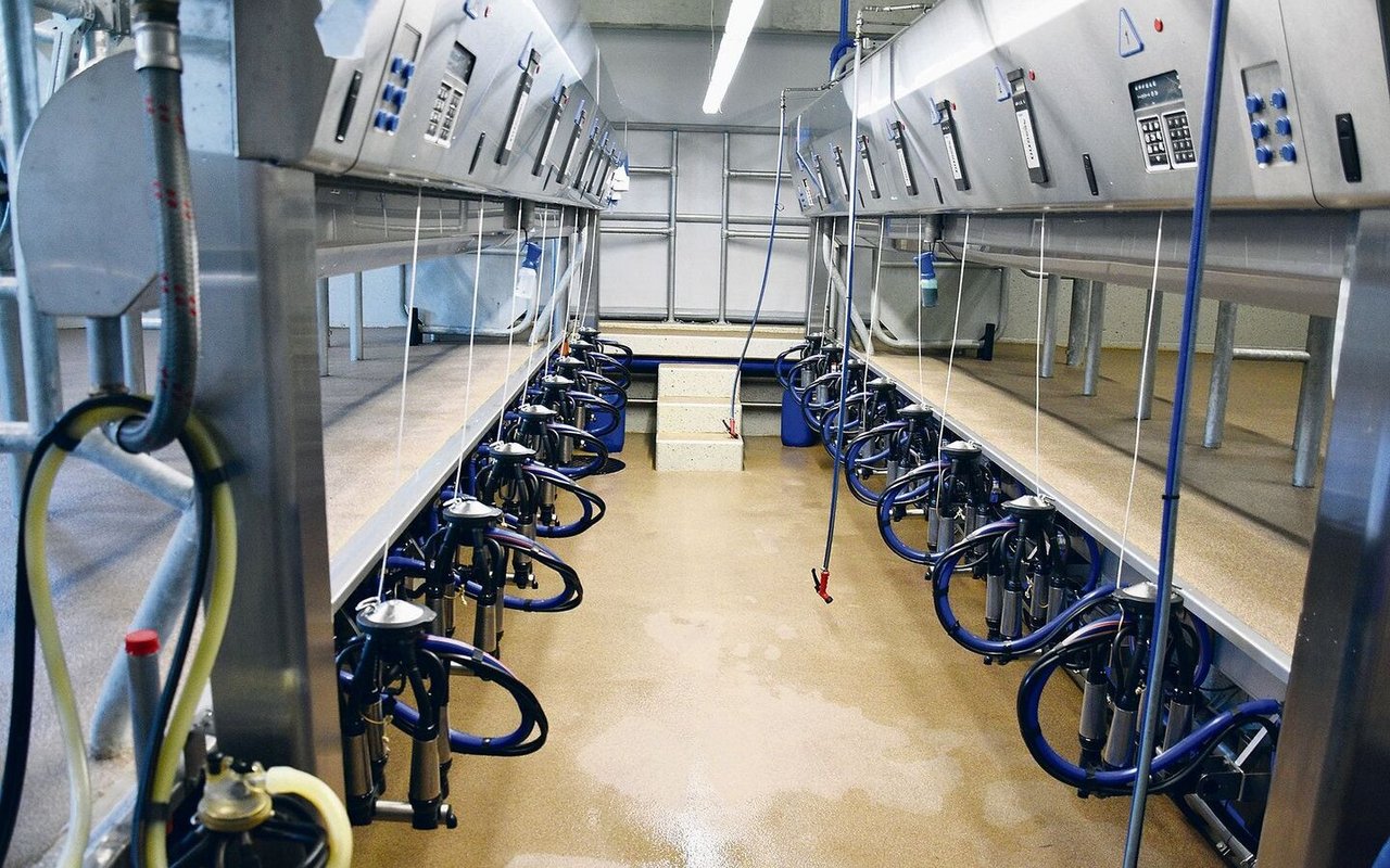 Gemolken werden die 100 Kühe in einem 2×8-DeLaval-Parallelmelkstand von hinten. Gut eine Stunde brauche man dafür. 