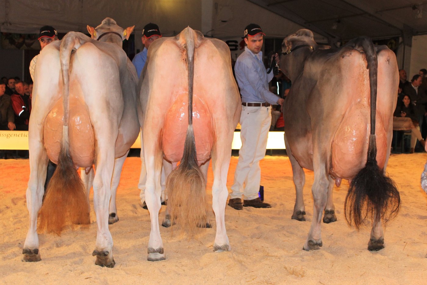 Podest Schöneuterwahl BV (von links): 2. Rang: Hofmatt BS Einstein ENRICA von Hanspeter Kaufmann, Nottwil; 1. Rang: Janka von WTS-Genetics, Menznau; 3. Rang: Schmibach's Collection CORELLA von Beni Schmid, Schüpfheim.    (Bilder Reto Betschart)