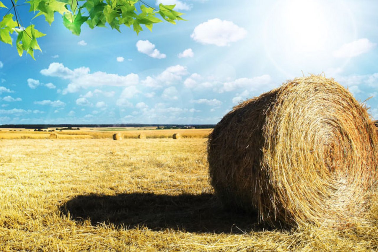 Knapp 5 Prozent der landwirtschaftlichen Nutzfläche Frankreichs wurden im letzten Jahr biologisch bewirtschaftet. (Bild pd)