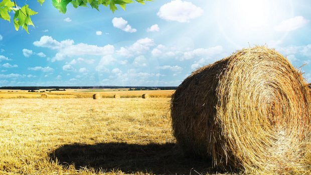 Knapp 5 Prozent der landwirtschaftlichen Nutzfläche Frankreichs wurden im letzten Jahr biologisch bewirtschaftet. (Bild pd)