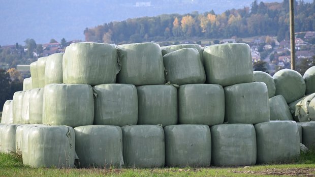 Was gegen knabbernde Mäuse an Siloballen wirklich hilft
