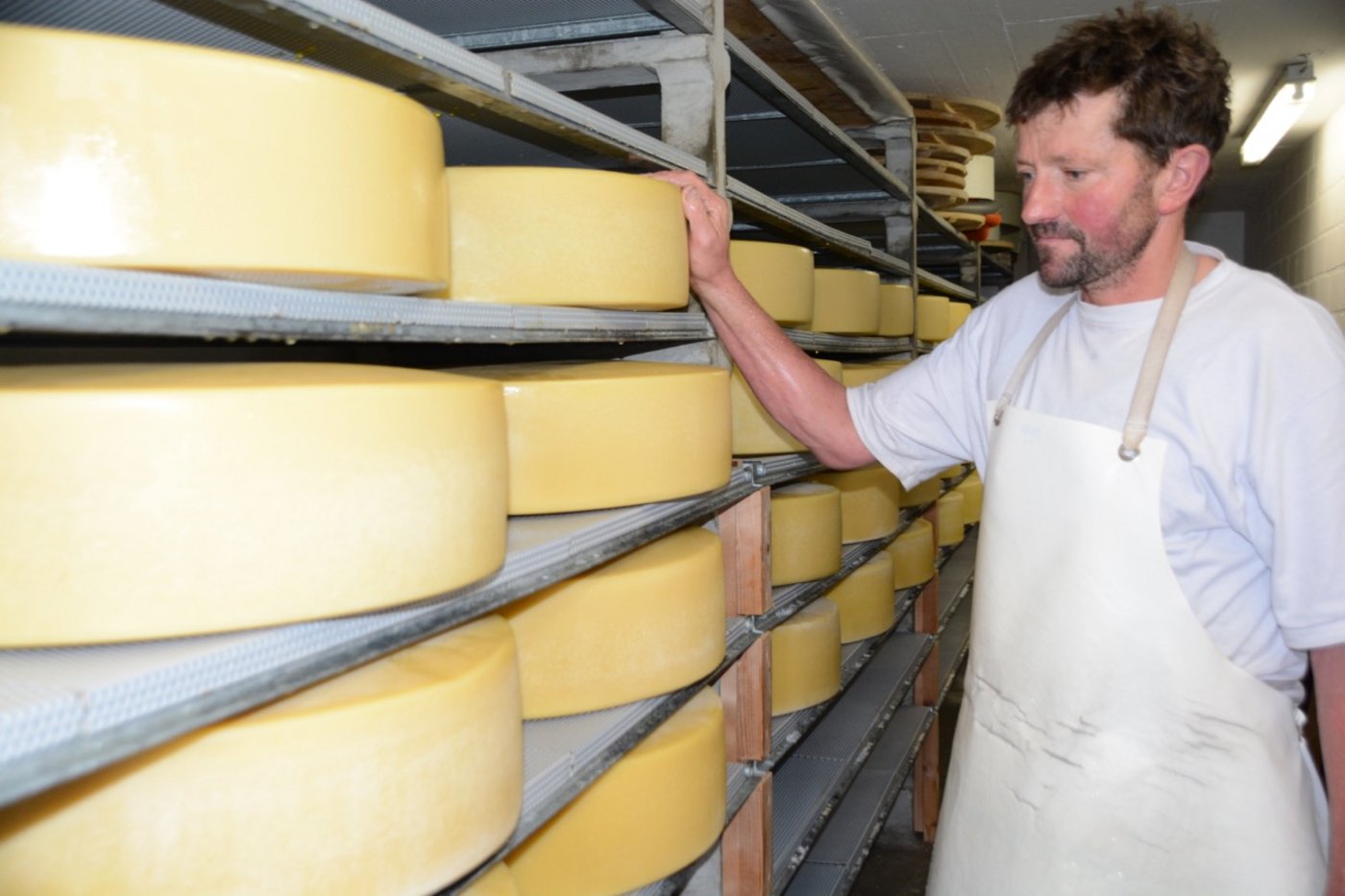 Diese Käse sind rund drei bis vier Wochen alt. Bis sieben Wochen bleiben sie hier. 