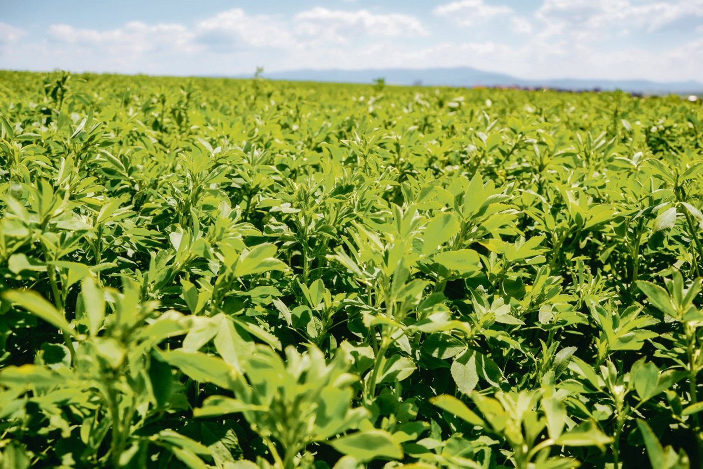 Luzerne kann durchaus als Königin der Futterpflanzen angesehen werden – ihr Einsatz sorgt für Diskussionen.(Bild zVg)