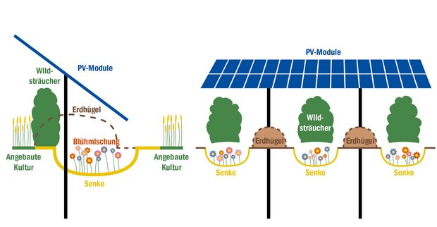 Die verschiedenen Pflanzenkomponenten unter und zwischen den Solarpanels ermöglichen eine optimale Raumausnutzung, deren Bewirtschaftung kann aber aufwendig sein. (Bildquelle Ewind Betreiber- und Vertriebs- GmbH, Grafik BauZ)