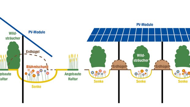 Die verschiedenen Pflanzenkomponenten unter und zwischen den Solarpanels ermöglichen eine optimale Raumausnutzung, deren Bewirtschaftung kann aber aufwendig sein. (Bildquelle Ewind Betreiber- und Vertriebs- GmbH, Grafik BauZ)