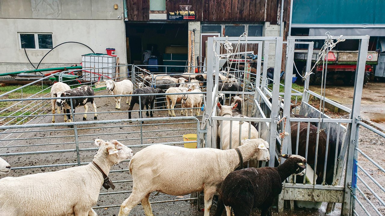 Während der Sanierung müssen die Klauen zweimal in der Woche während zehn Minuten gebadet werden. Die Schafe sollen anschliessend eine Stunde lang auf einem befestigten Platz stehen, damit die Klauen abtrocknen können. (Bilder Vetsuisse-Fakultät, Universität Bern)