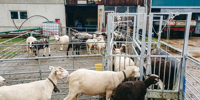 Während der Sanierung müssen die Klauen zweimal in der Woche während zehn Minuten gebadet werden. Die Schafe sollen anschliessend eine Stunde lang auf einem befestigten Platz stehen, damit die Klauen abtrocknen können. (Bilder Vetsuisse-Fakultät, Universität Bern)