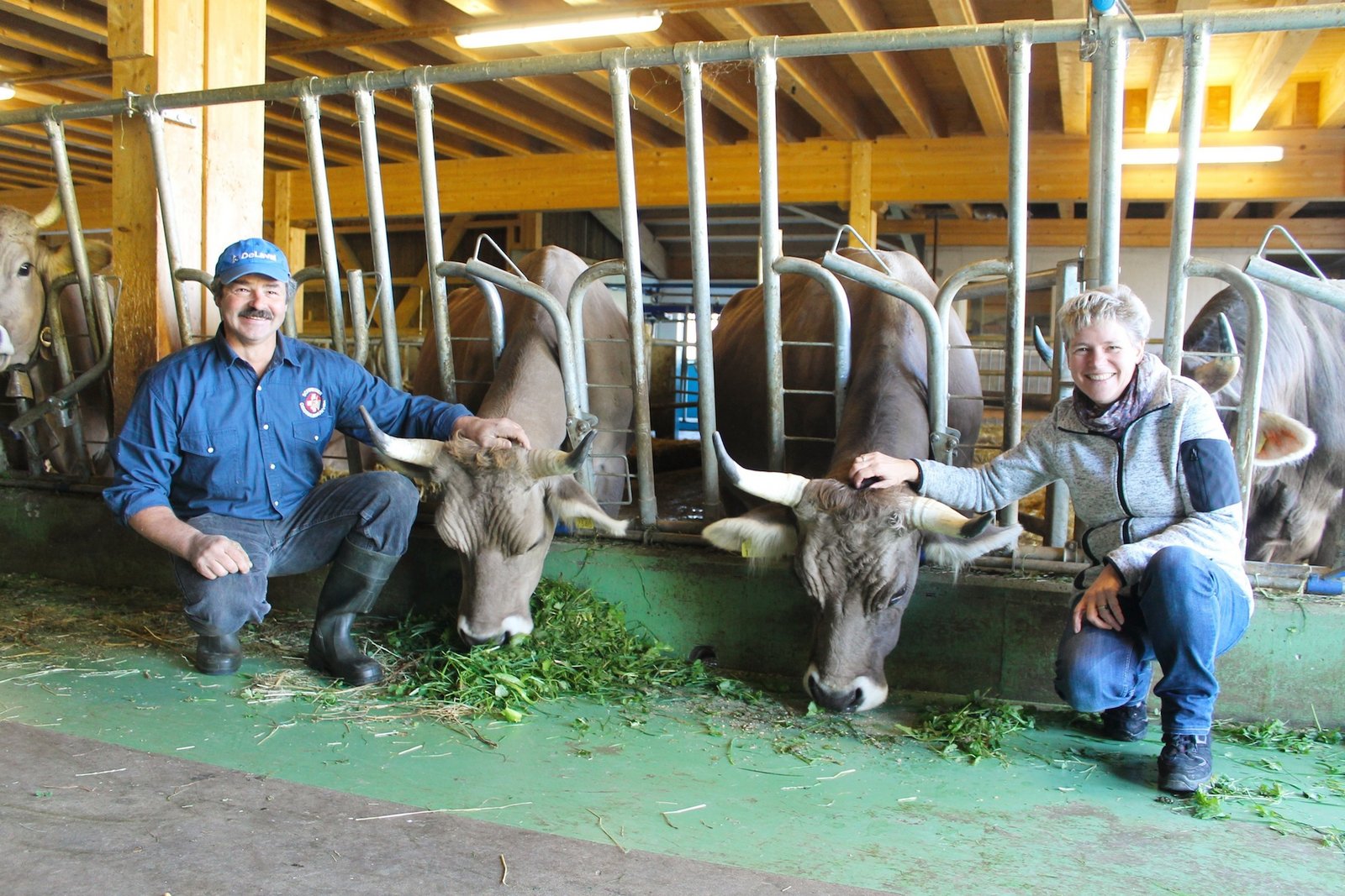 Hörner gehören zur Kuh – auch im Laufstall :: BW agrar online