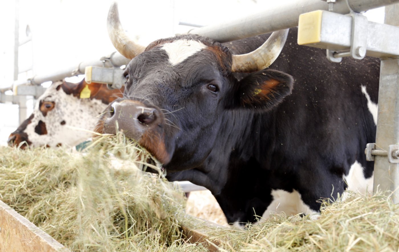Evolèner auf der Weide Bedrohte Rasse: Rund 400 Evolèner gibt es noch in der Schweiz. (Pro Specie Rara) Evolèner-Rind mit Glocke und Halfter Evolèner sind Charakterköpfe. (Pro Specie Rara) Behornte Evolèner-Kuh am Fressen Rassetypisch ist der Stern genannte weisse Fleck auf dem Kopf. (Bild ji)