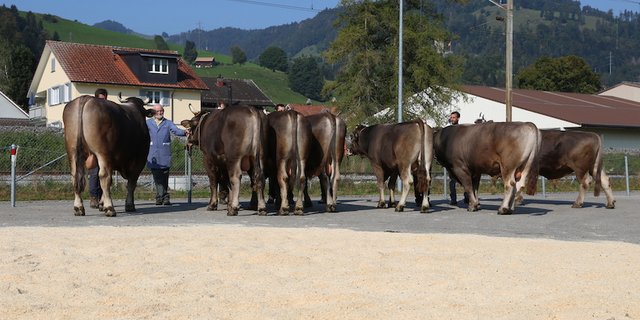 Das schöne Wetter bot gute Bedingungen für die Präsentation der Stiere im Freien. (Bild Reto Betschart)
