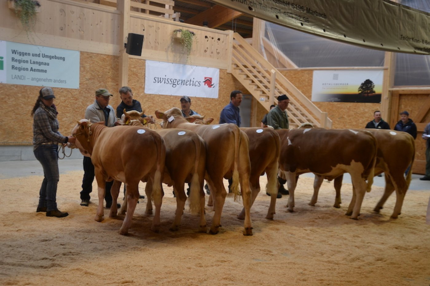 Die Kategorie der jüngsten Simmentalerstiere mit dem Sieger Stonehill Ivan Lerino (links) von Hans Oberli-Egli, Schangnau BE.